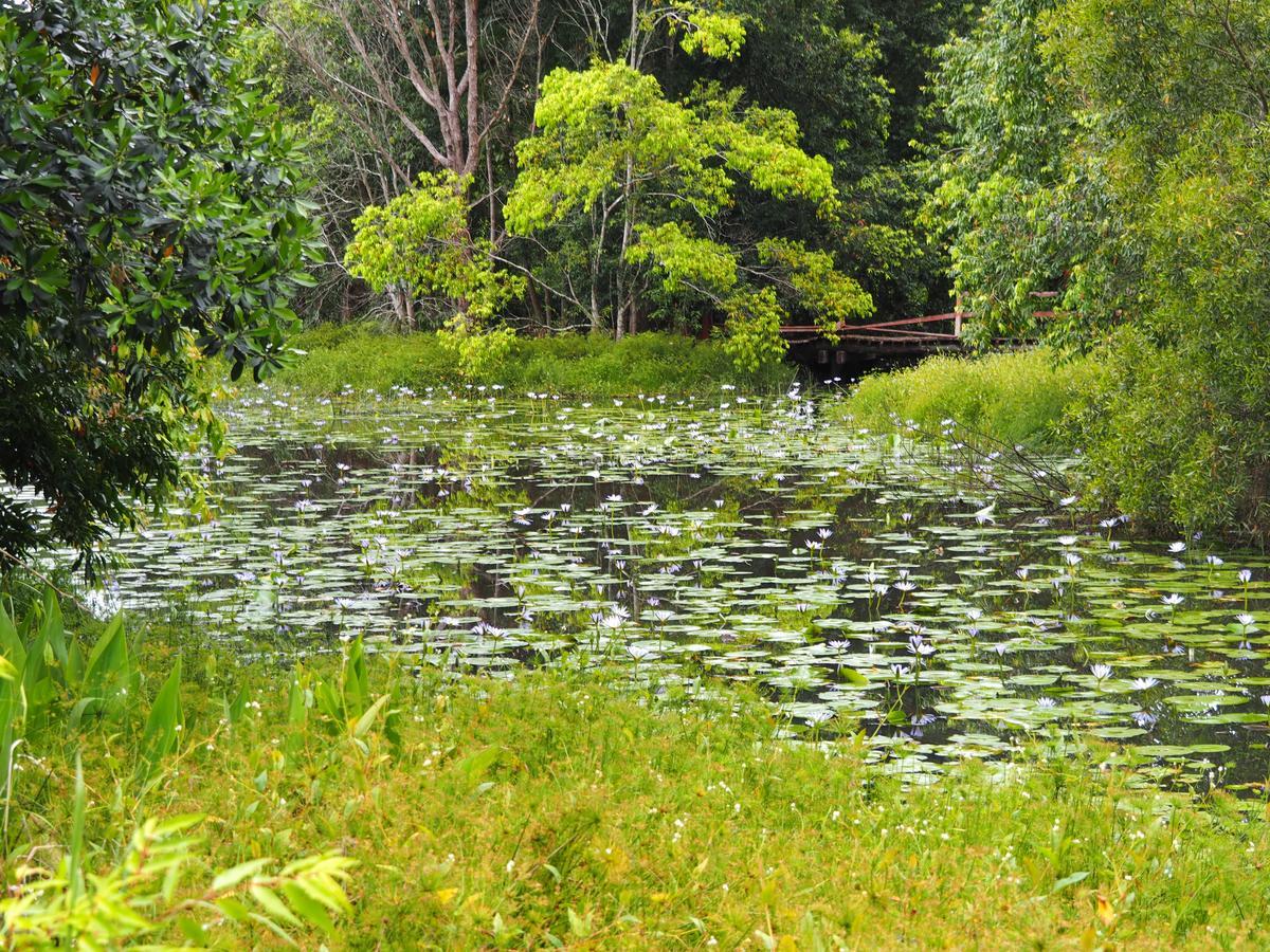 Lilypad Luxury Cabins Bellingen Kültér fotó