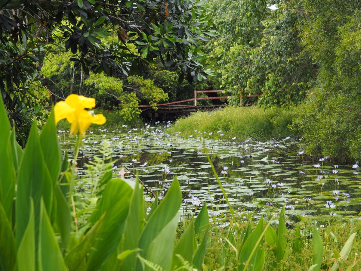 Lilypad Luxury Cabins Bellingen Kültér fotó