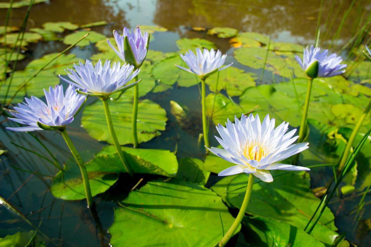 Lilypad Luxury Cabins Bellingen Kültér fotó